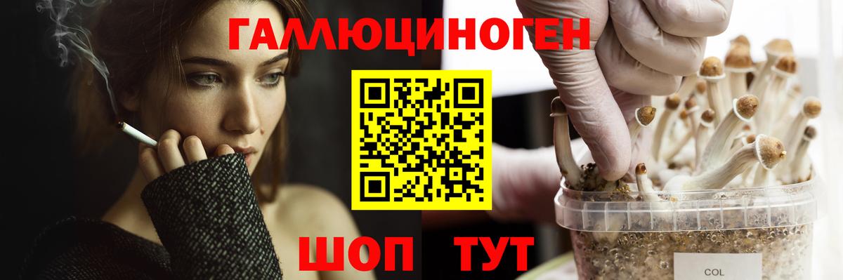 Псилоцибиновые грибы GOLDEN TEACHER  цена   Донской  Вход с VPN 